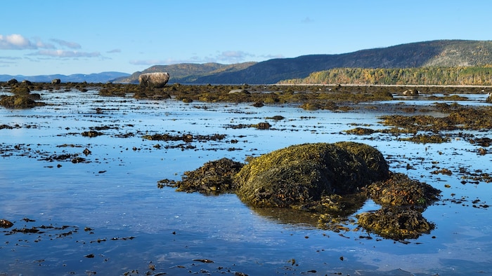 Des rochers couverts d'algues, à marée basse.
