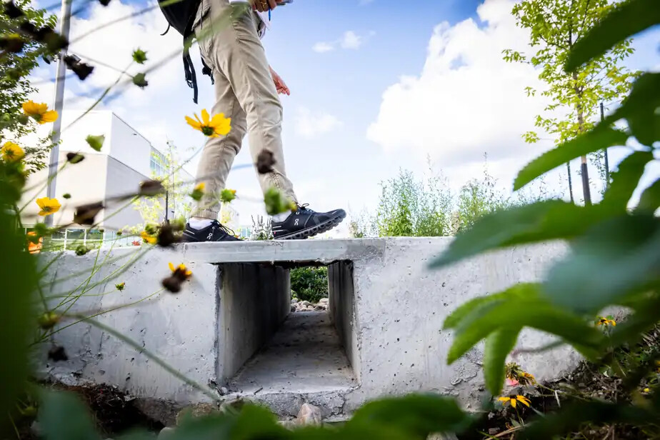Des fosses de plantation bordent le parc du côté de l’avenue Dollard. L’eau de ruissellement qu’elles recueillent est acheminée par gravité vers le parc. PHOTO DOMINICK GRAVEL, LA PRESSE