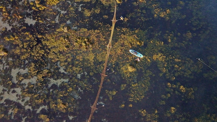 Plan aérien d'un secteur où les algues sont très présentes, sur une berge.