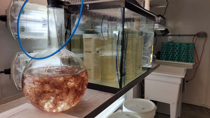 Un ballon de verre devant un aquarium.