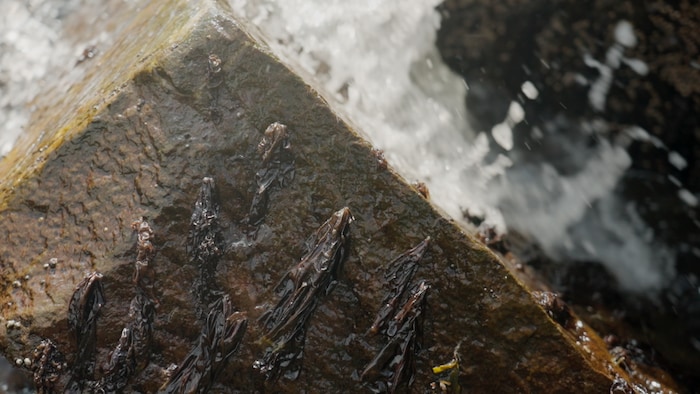 Des algues sur un rocher.