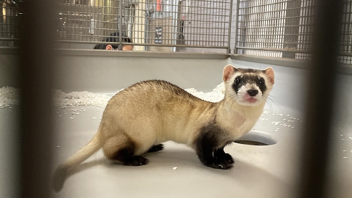 Un petit putois dans une cage.