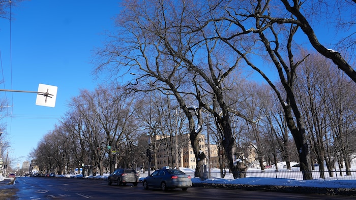 Des arbres seront abattus, boulevard René-Lévesque, dans le cadre du projet de tramway.
